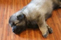 /album/fotogalerie-ambi-alias-zeleny/nemecky-vlci-spic-zeleny-843-jpg/